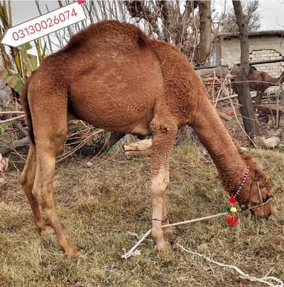 بہت ہی خوبصورت اونٹ کا بچہ برائے فروخت 03125173572