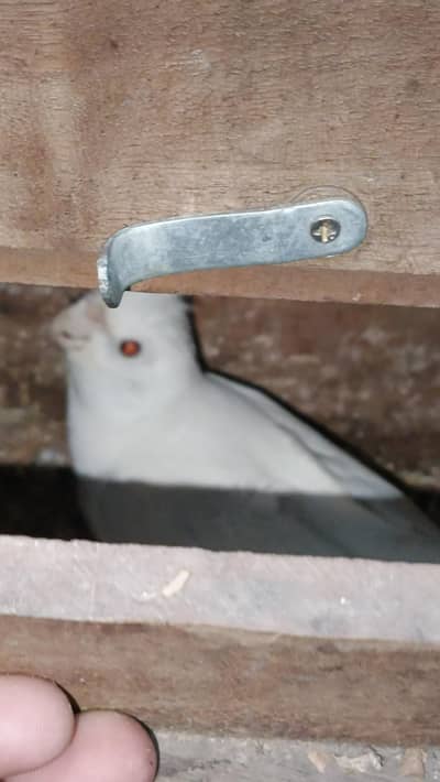 Eno Cockatiel Breeder Male