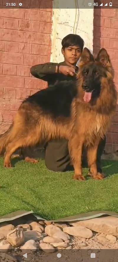 topline show quality black mask gsd proper long female for sale