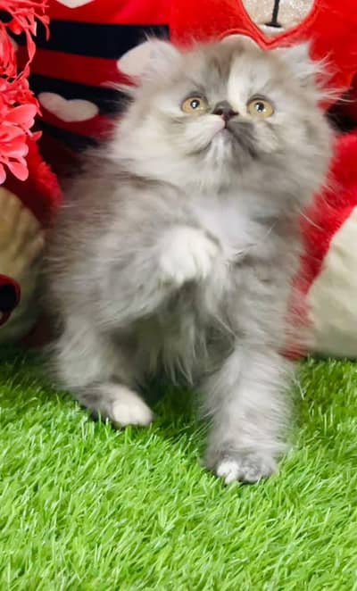 Persian cat kitten for sale my WhatsApp 03472175246