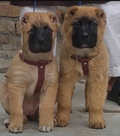 king kurdish kangal dog / kurdish kangal pair for sale