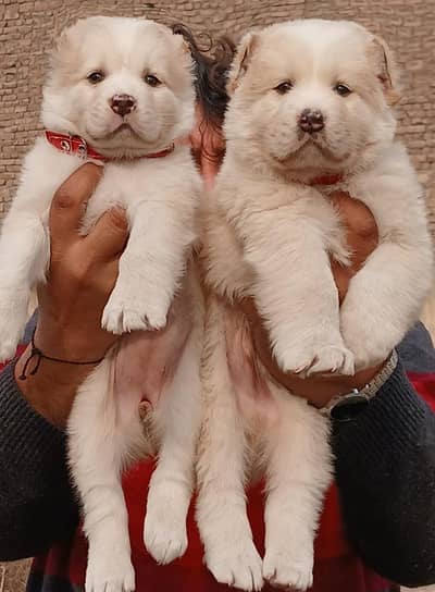 Alabai pair | King Alabai | Alabai puppy | security dog |puppy