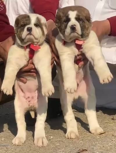 Alabai pair | King Alabai | Alabai puppy | security dog |puppy