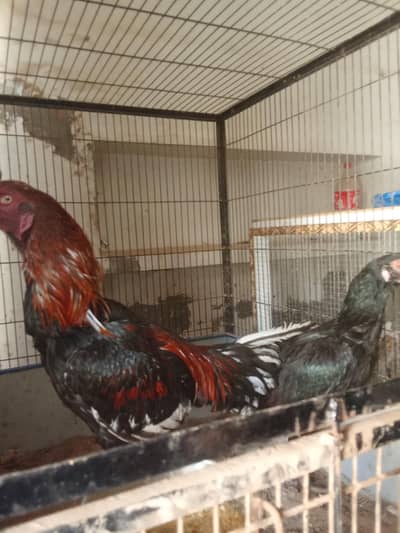 dragen paier aseel muska paier ,hara aseel female