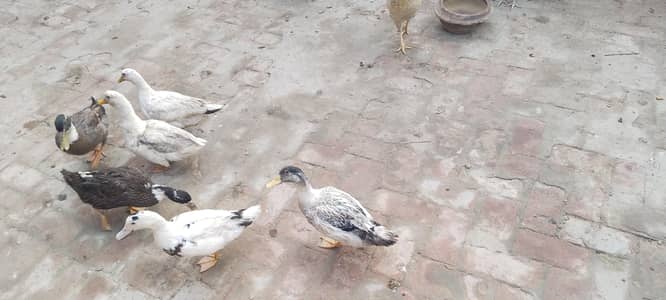 Duck Forsale Only White Available