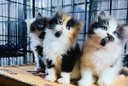 Persian cat kitten for sale my WhatsApp 03472175246