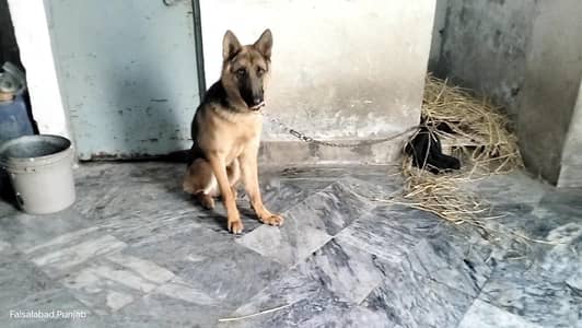 Garman shaft dog stock cort dark color