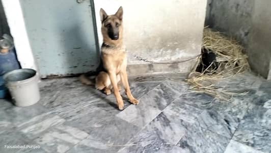 Garman shaft dog stock cort dark color