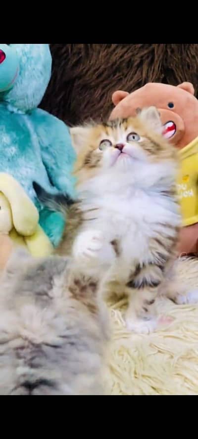 pure Persian kitten aur vaccinated triple long coted and littler trend