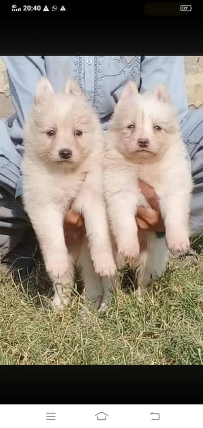 Russian pink nose puppy / russian dog / puppy