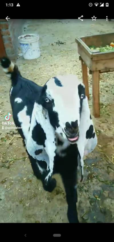 dasi bakra bacha