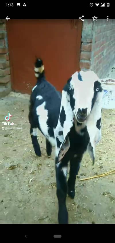 dasi bakra bacha