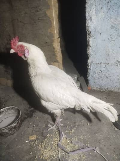 Quality Heera aseel White murga