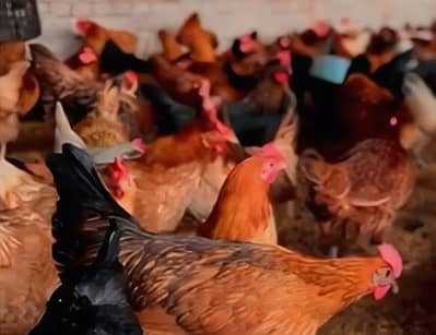 golden  misri | desi murghi | eggs laying hens |Ande wali murgi |hen