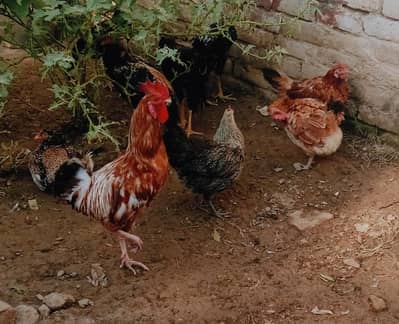 Golden misri murgian