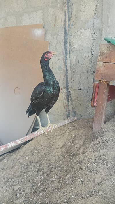 aseel hen black colour