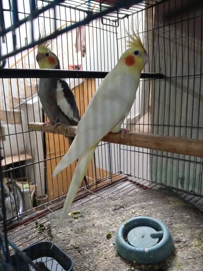  Cockatiels for Sale – Rawalpindi