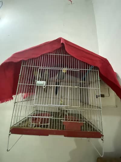 Cocktail parrot for sale breeding pair