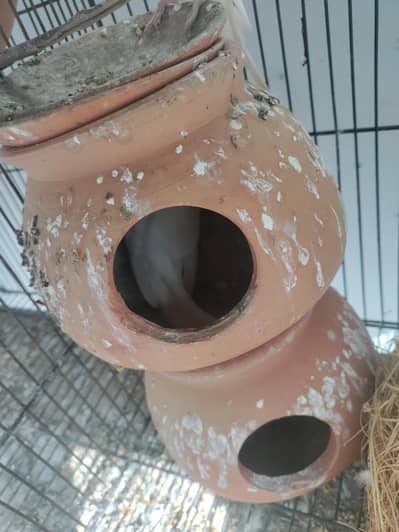 Australian Parrots - Red Eyes - Bajri Pair