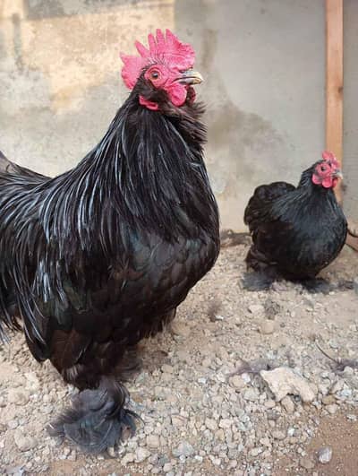 bentam pair black ready to  breed