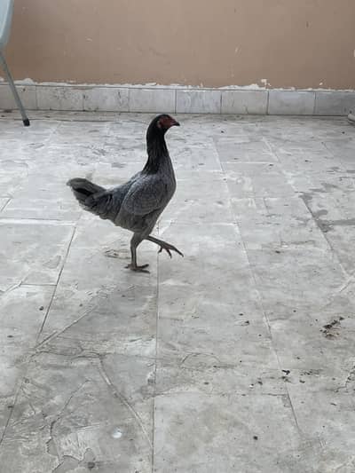 Aseel rare breed female