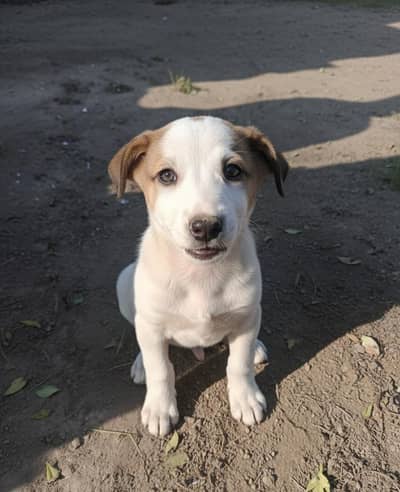 Cute &  Desi Puppy Available