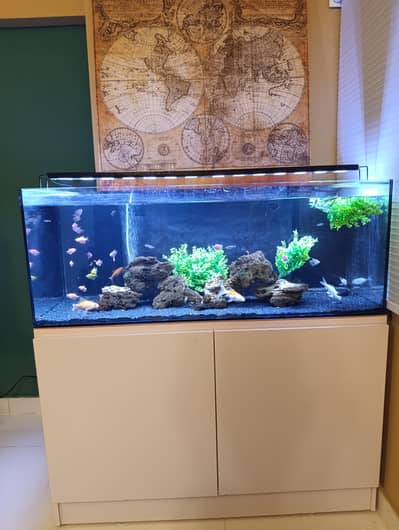 fish aquarium 4 fit