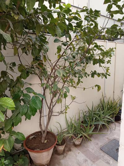 South Africa Lemon Tree