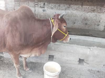 sahiwal cross pregnant cow  Sony mn 20 sy 25 din lyti h