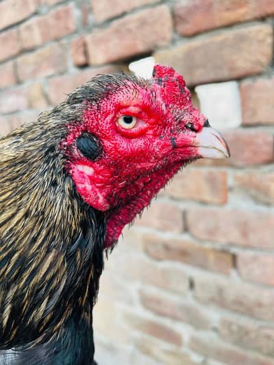 Aseel for sale 0348/63/90/623