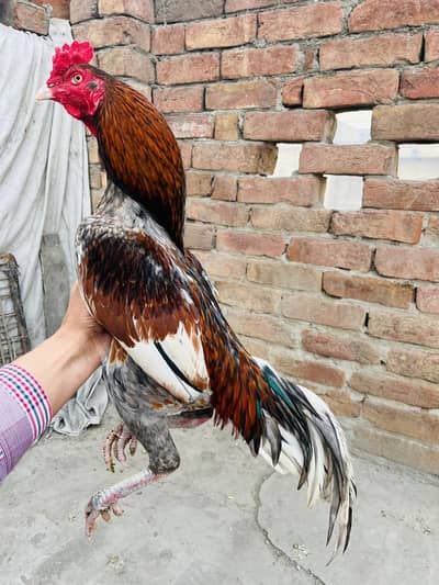 Aseel for sale 0348/63/90/623