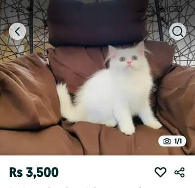 Persian cat for sale my WhatsApp number  0324-12-95-120