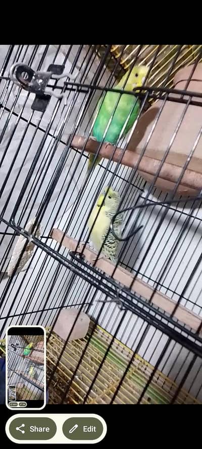 hogoromo disturb flower back frill male and spangle female