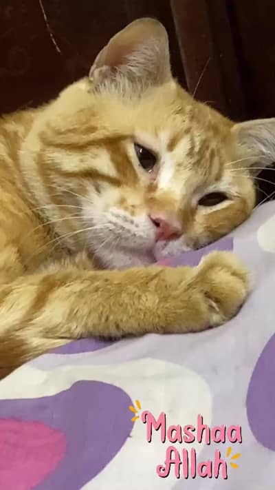 Pair of cats the ginger male  is neutered and Female cat