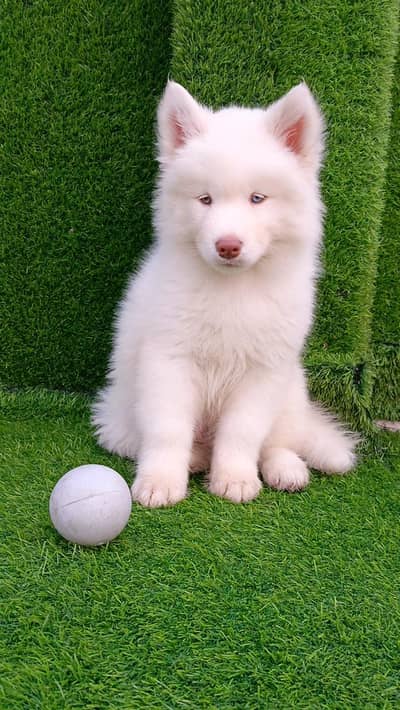 Siberian Husky Male | Husky Odd Eyes | Husky Male Dog For Sale |