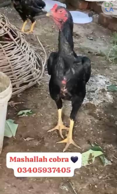 o king shamo black females for sale