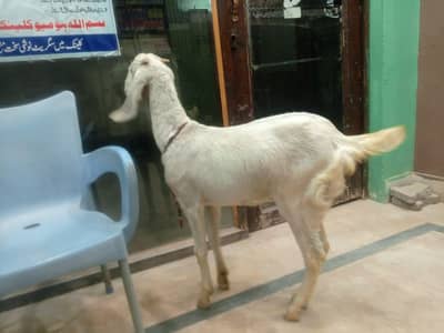 bakri mundra for sale