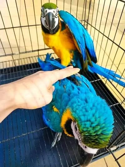 blue macaw chicks healthy active
