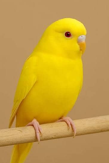 2 red eyes Australian Parrots|| 1 black eye