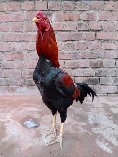 Mianwali Aseel Murga