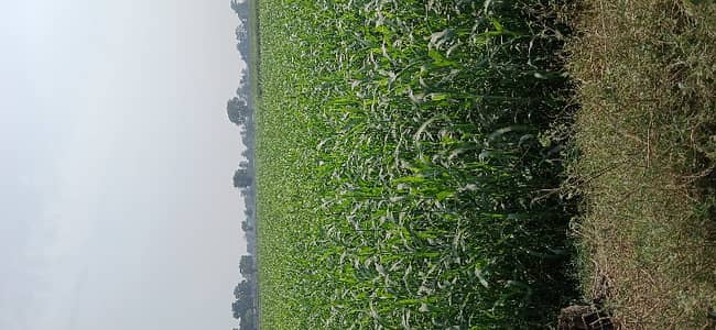 Prime location DHA Phase 7 Y Block Facing BRB Canal Drain 325ft front 2 side way Carpeted road Land for sale Direct approach phase 6 distance 4km