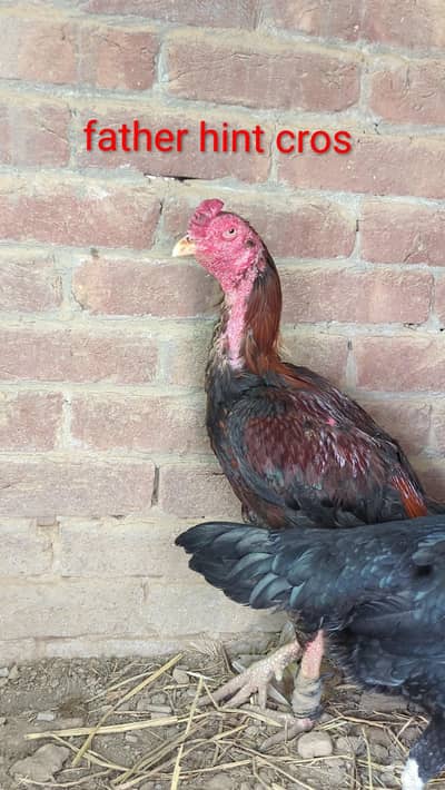 thai hint chiks available  03*09*43*43*0*41