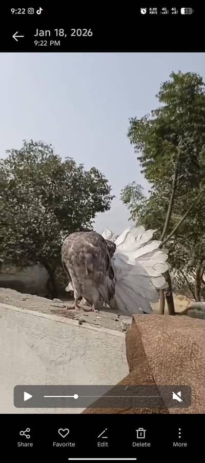 some home breeder pairs for sale