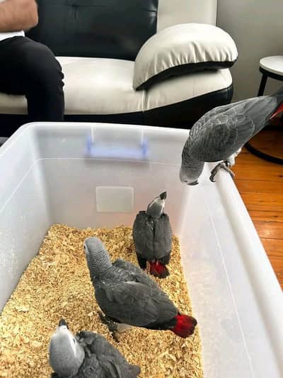 African grey cango chicks healthy active (03326552679)