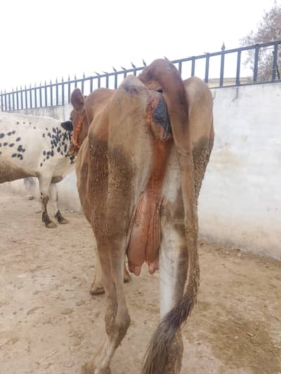 tazzi suyi jarci cow sat be jarci bachri  dood 10kg bachi ko da kar