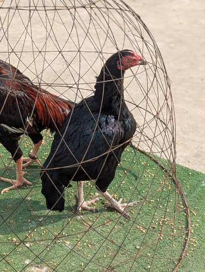 high class lasani madii