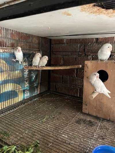 albino love bird colony