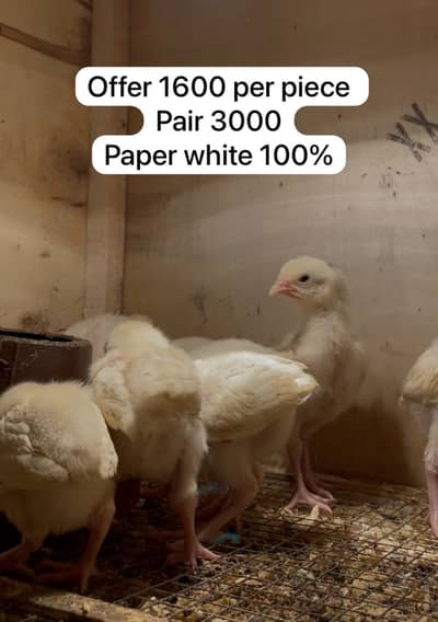 Aseel Heera Chicks | Paper white | Pair | Male | Female | Patha