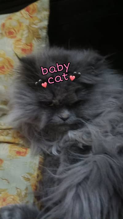 Big Size cat for sale in pk Big Size and fully vaccinated