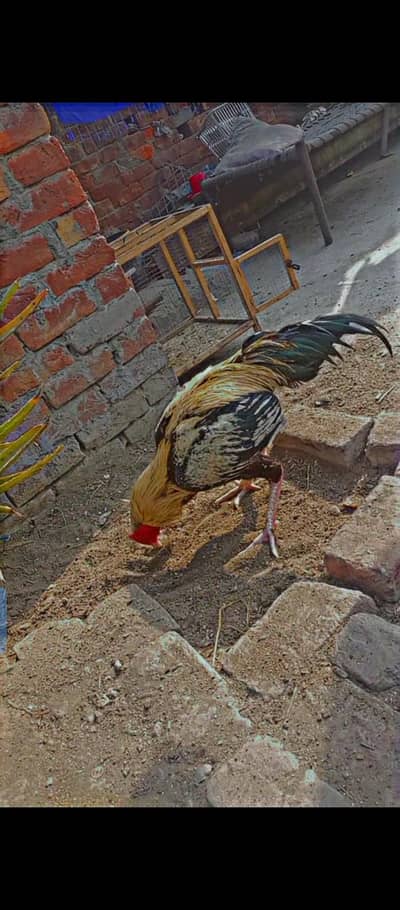 aseel mianwali jawa high quality